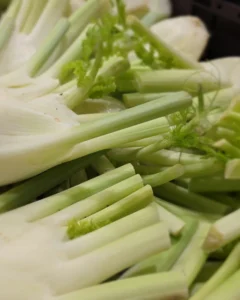 fresh fennel at israeli market card 9