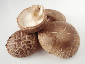 spravochnik shiitake 19