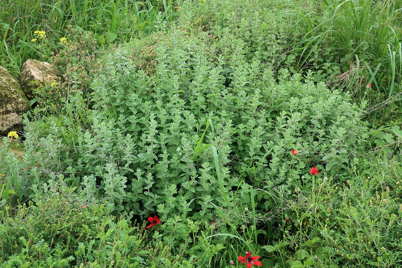 Заросли эзова Origanum syriacum на склоне в Иудейских горах